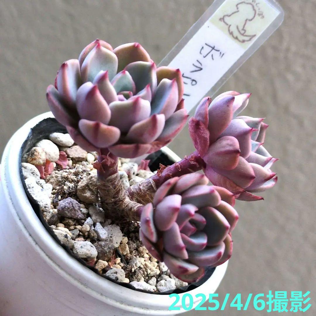 97.多肉植物 ボラピル 1450円【抜き苗】