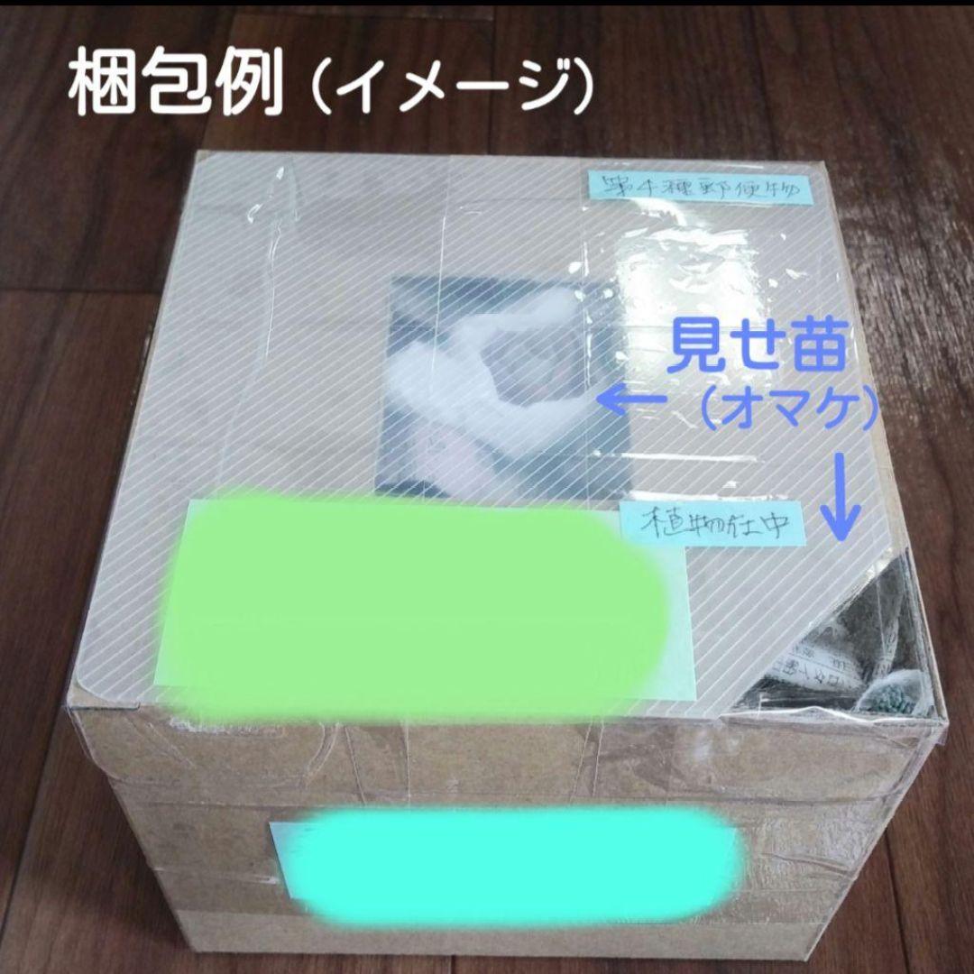 97.多肉植物 ボラピル 1450円【抜き苗】