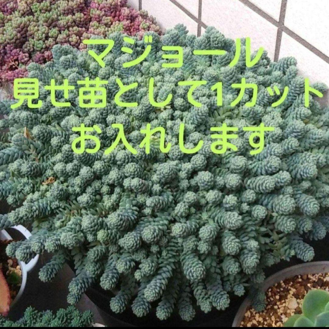 97.多肉植物 ボラピル 1450円【抜き苗】