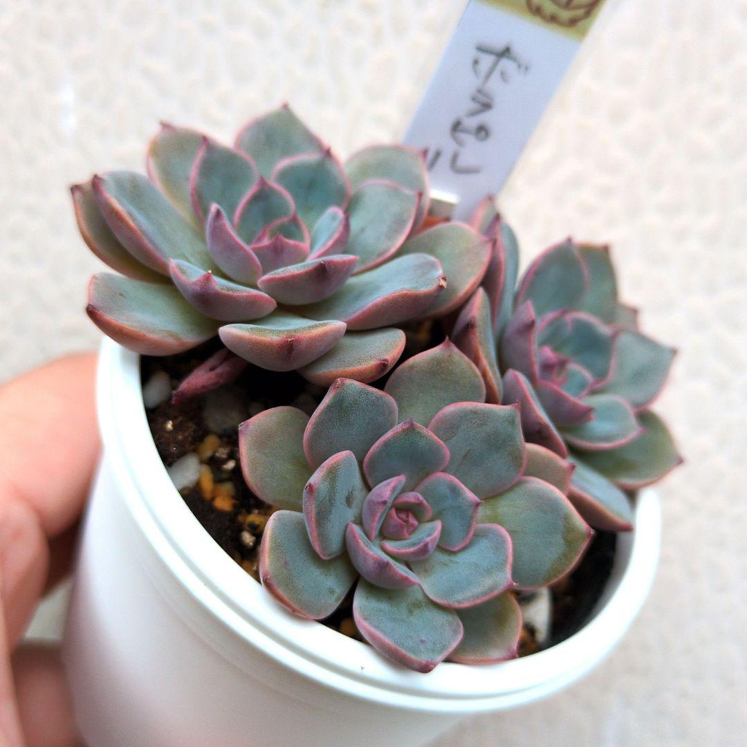 97.多肉植物 ボラピル 1450円【抜き苗】