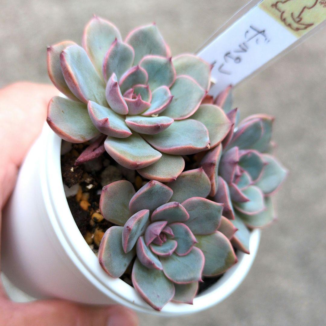 97.多肉植物 ボラピル 1450円【抜き苗】