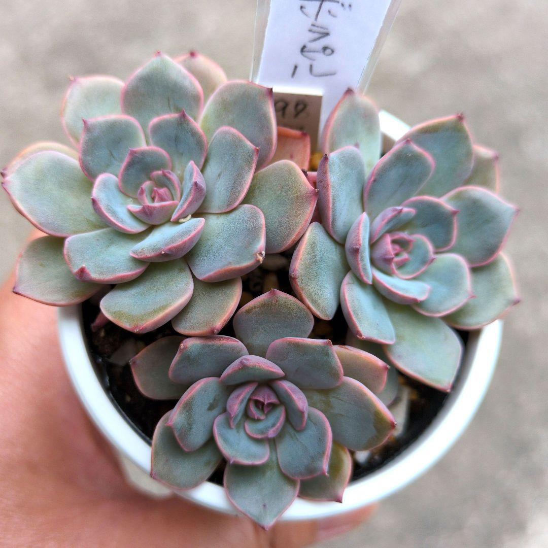 97.多肉植物 ボラピル 1450円【抜き苗】