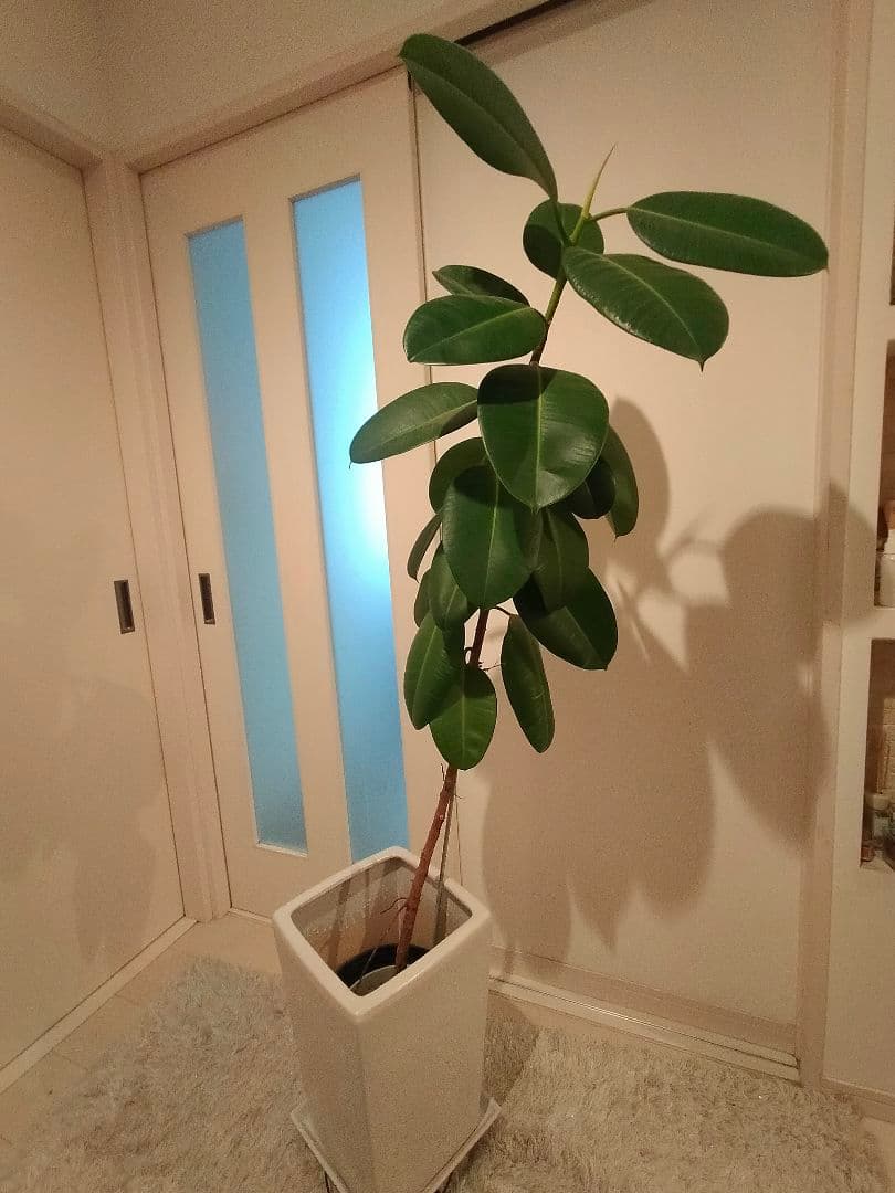 観葉植物ゴムの木
