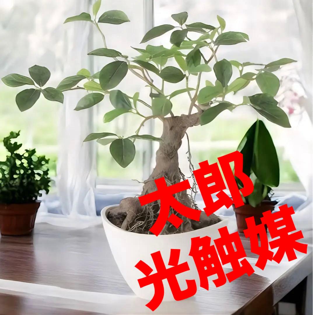 光触媒　人工観葉植物　ウォールグリーン　フェイクグリーン　ガジュマル ボウル@