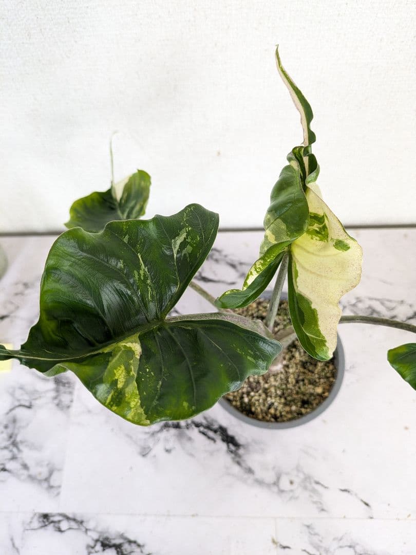 アロカシア　スティングレイ　アルボ（白斑入り）