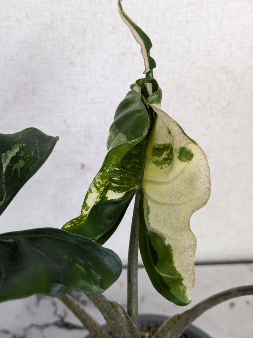 アロカシア　スティングレイ　アルボ（白斑入り）