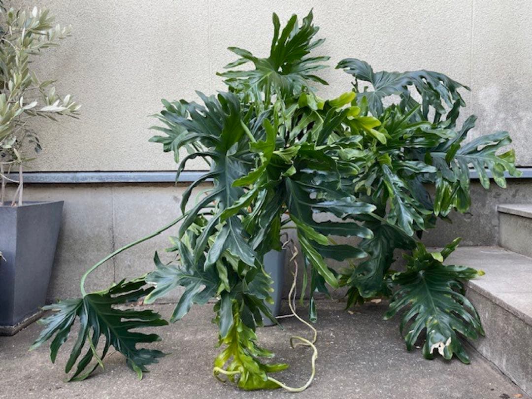 K■フィロデンドロン・セローム/ヒトデカズラ/高さ85cm/葉38cm