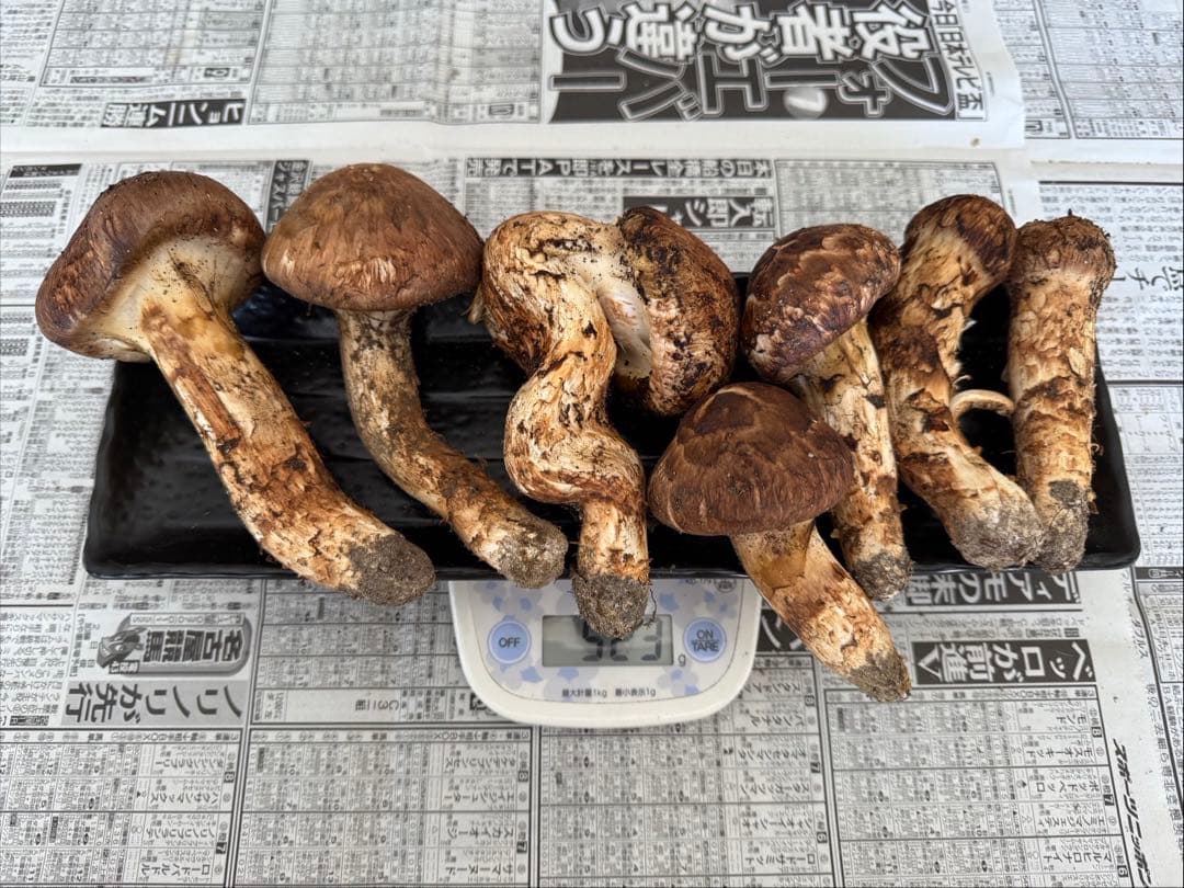 松茸　北海道　500g 訳あり　⑤