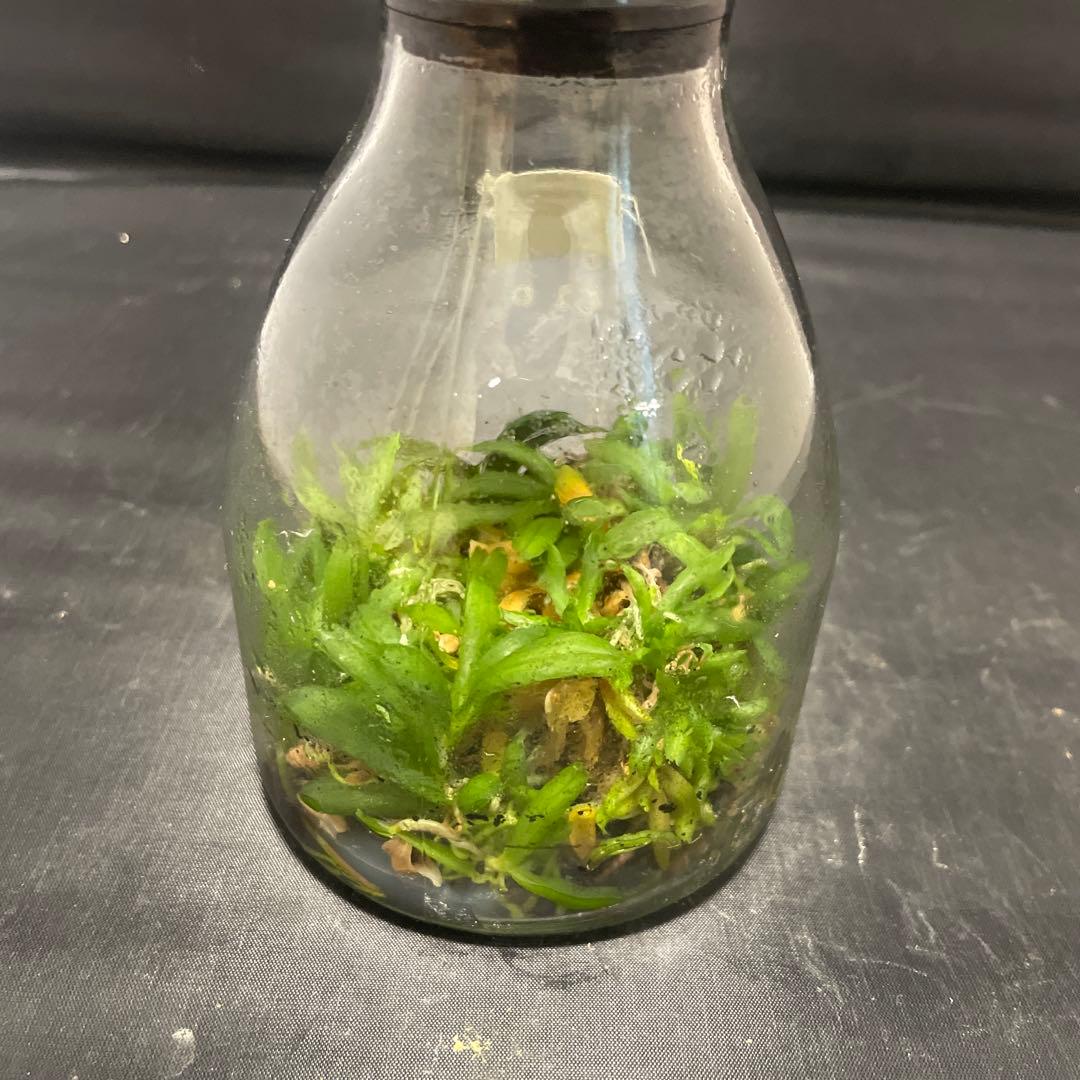 洋蘭　原種　ニオイラン　フラスコ　胡蝶蘭