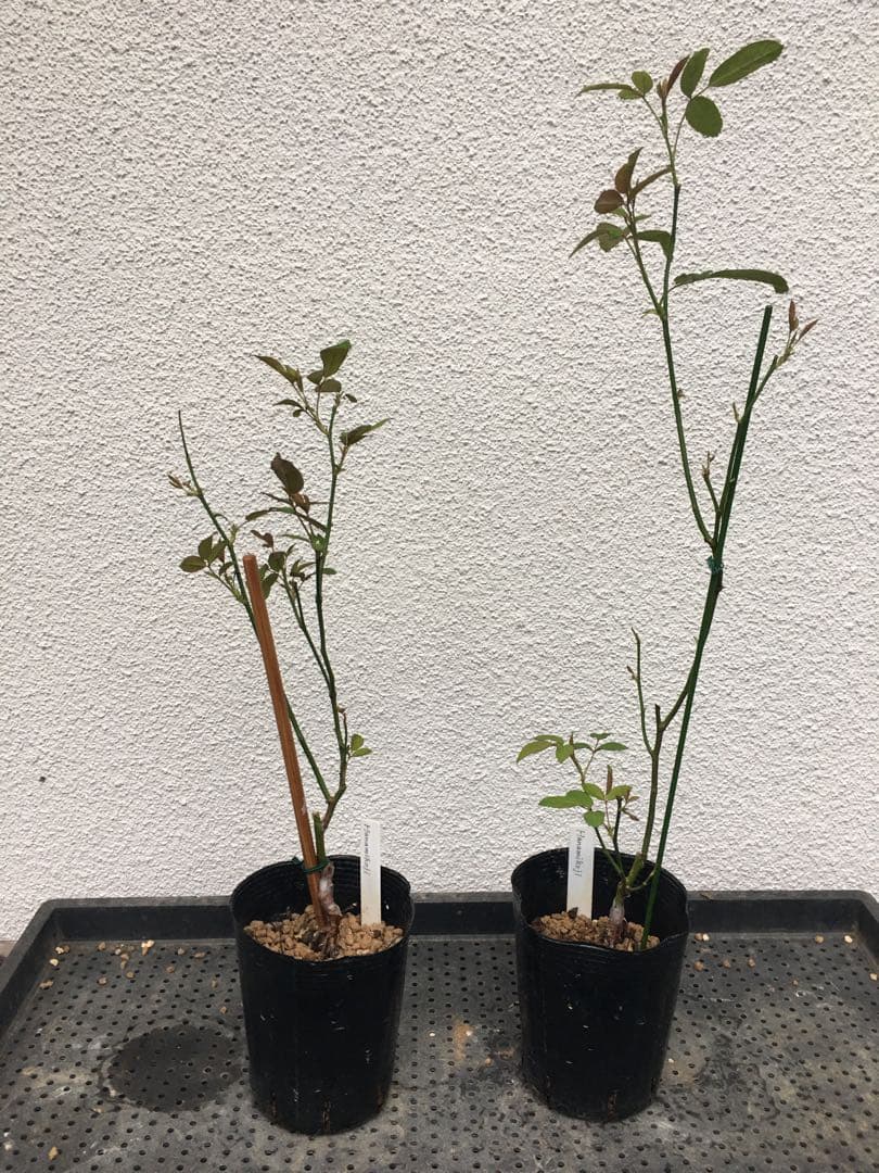 Noelさまご確認用