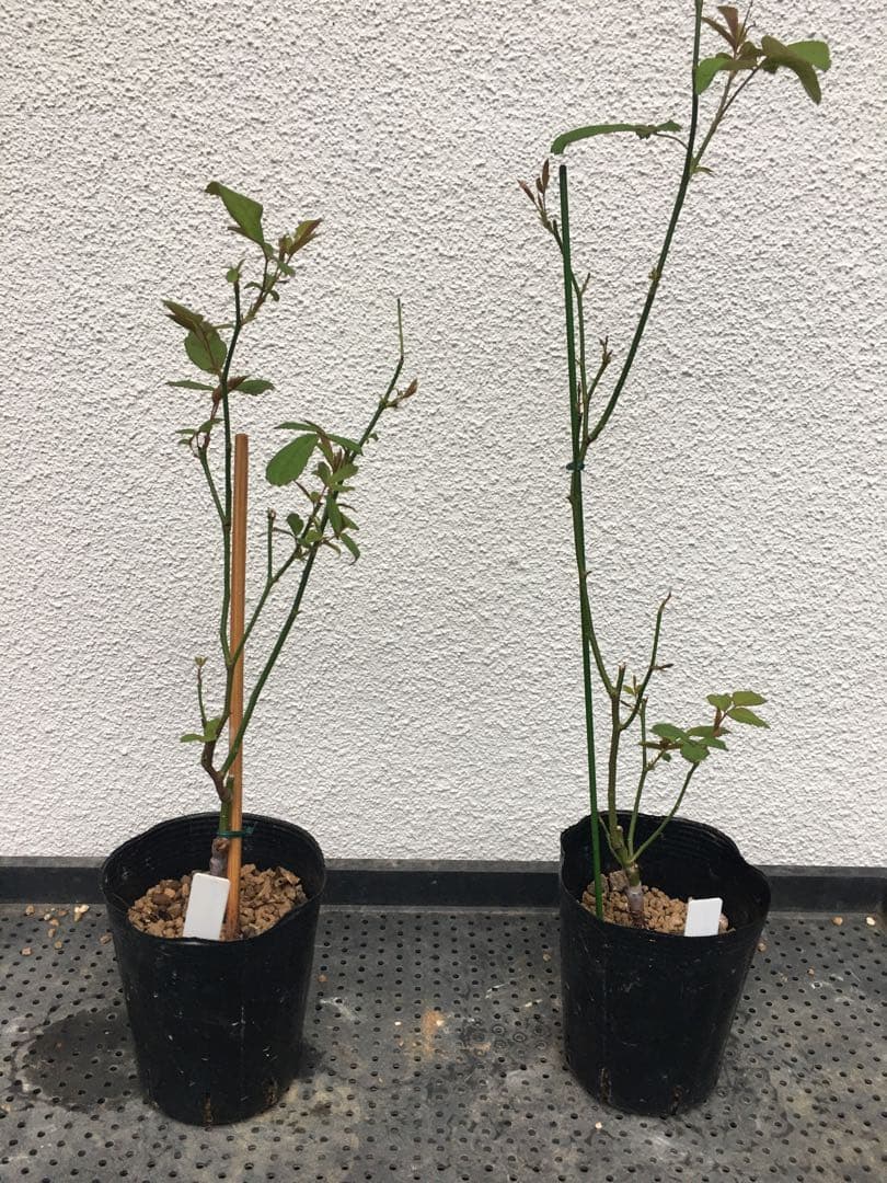 Noelさまご確認用