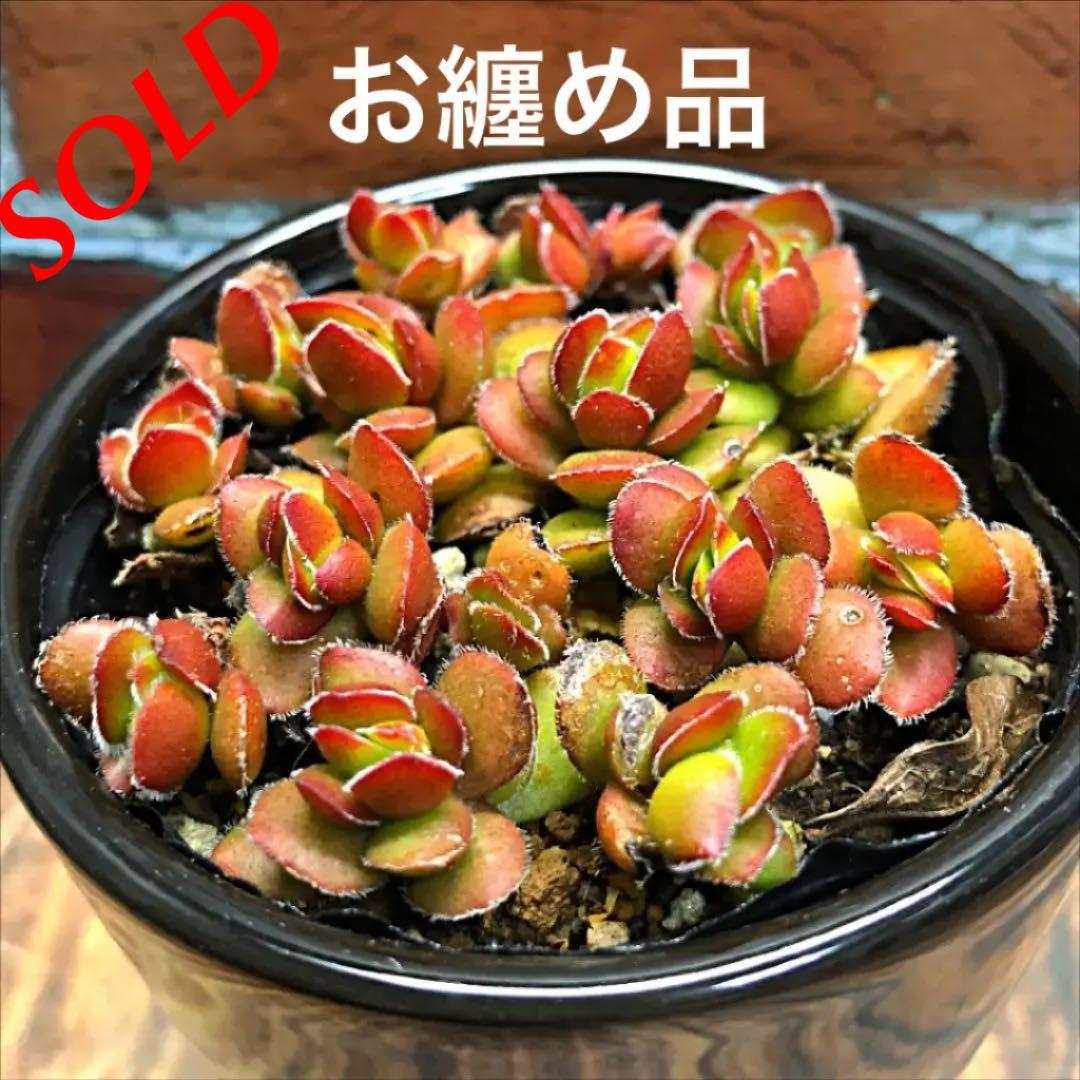 多肉植物　ディビット　①