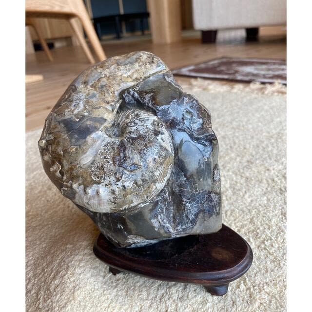 鑑賞石　アンモナイト　化石