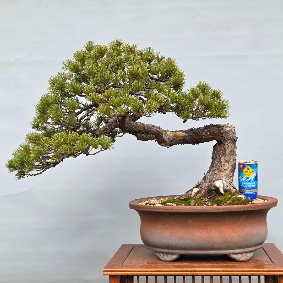 五葉松　[曲変わり木]　大品盆栽