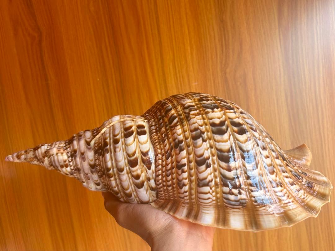 法螺貝　直線36.5cm