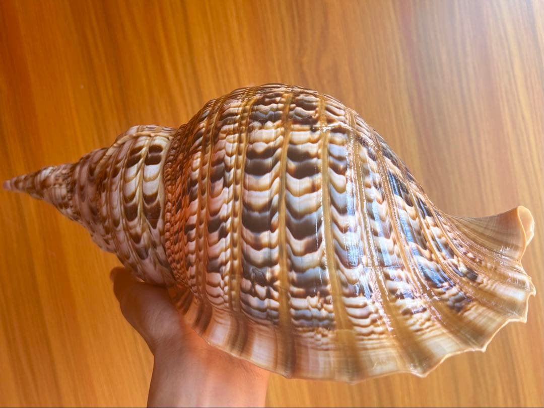 法螺貝　直線36.5cm