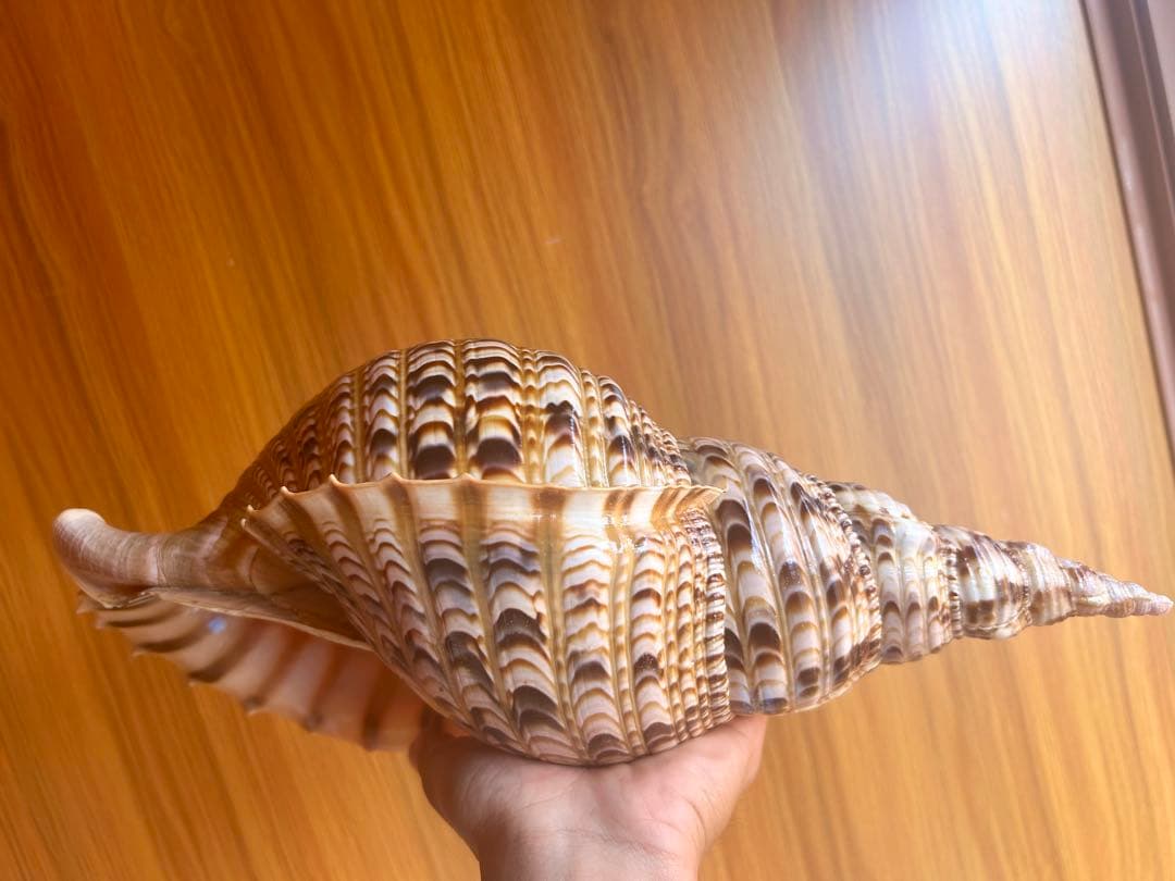 法螺貝　直線36.5cm