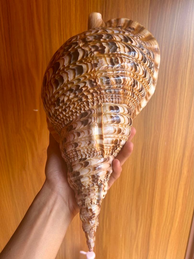 法螺貝　直線36.5cm