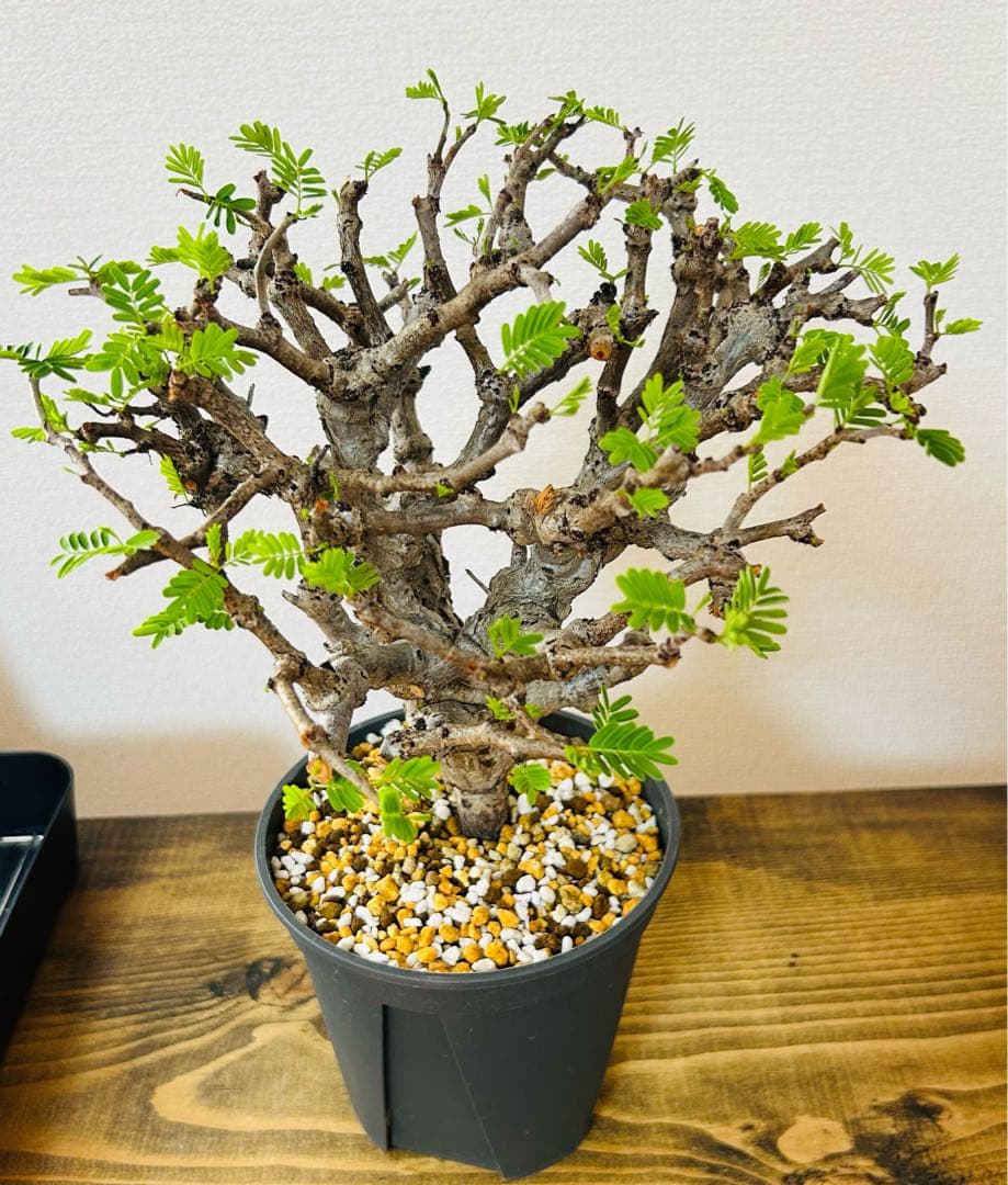 【現地球】センナ　メリディオナリス　発根済み／鉢付き