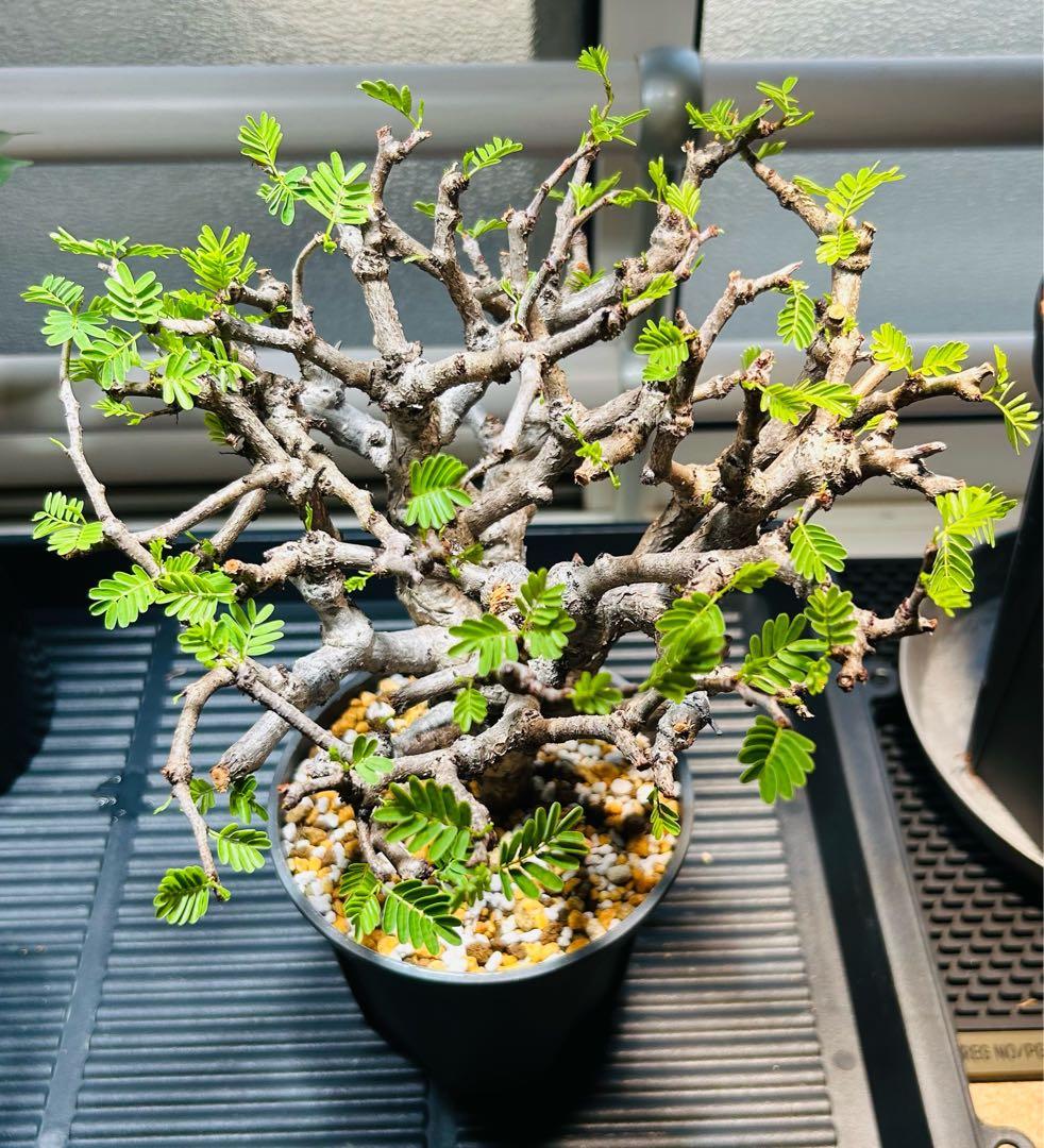 【現地球】センナ　メリディオナリス　発根済み／鉢付き