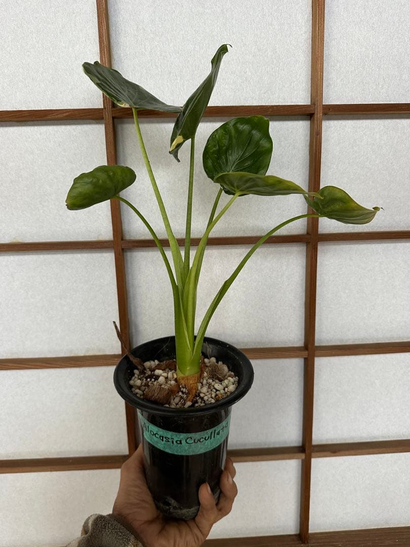 Alocasia Cucullata albo Var. ククラータ斑入り