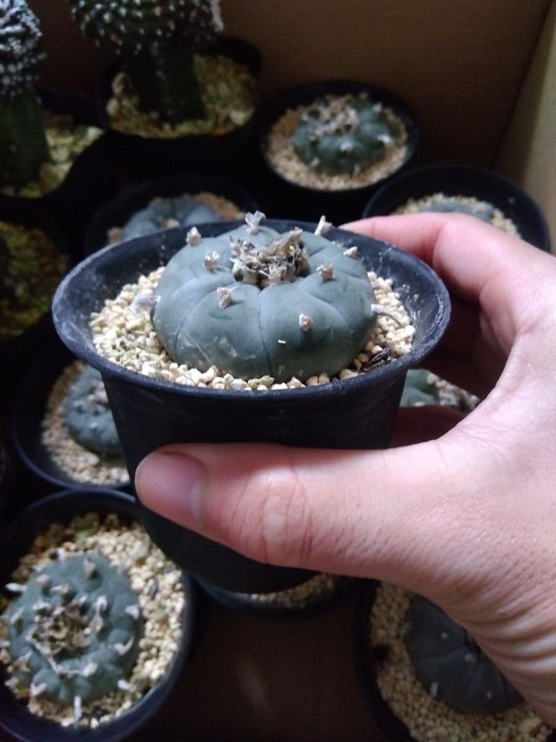 サボテン　烏羽玉　ロフォフォラ　3号鉢つき　9鉢セット❗　①