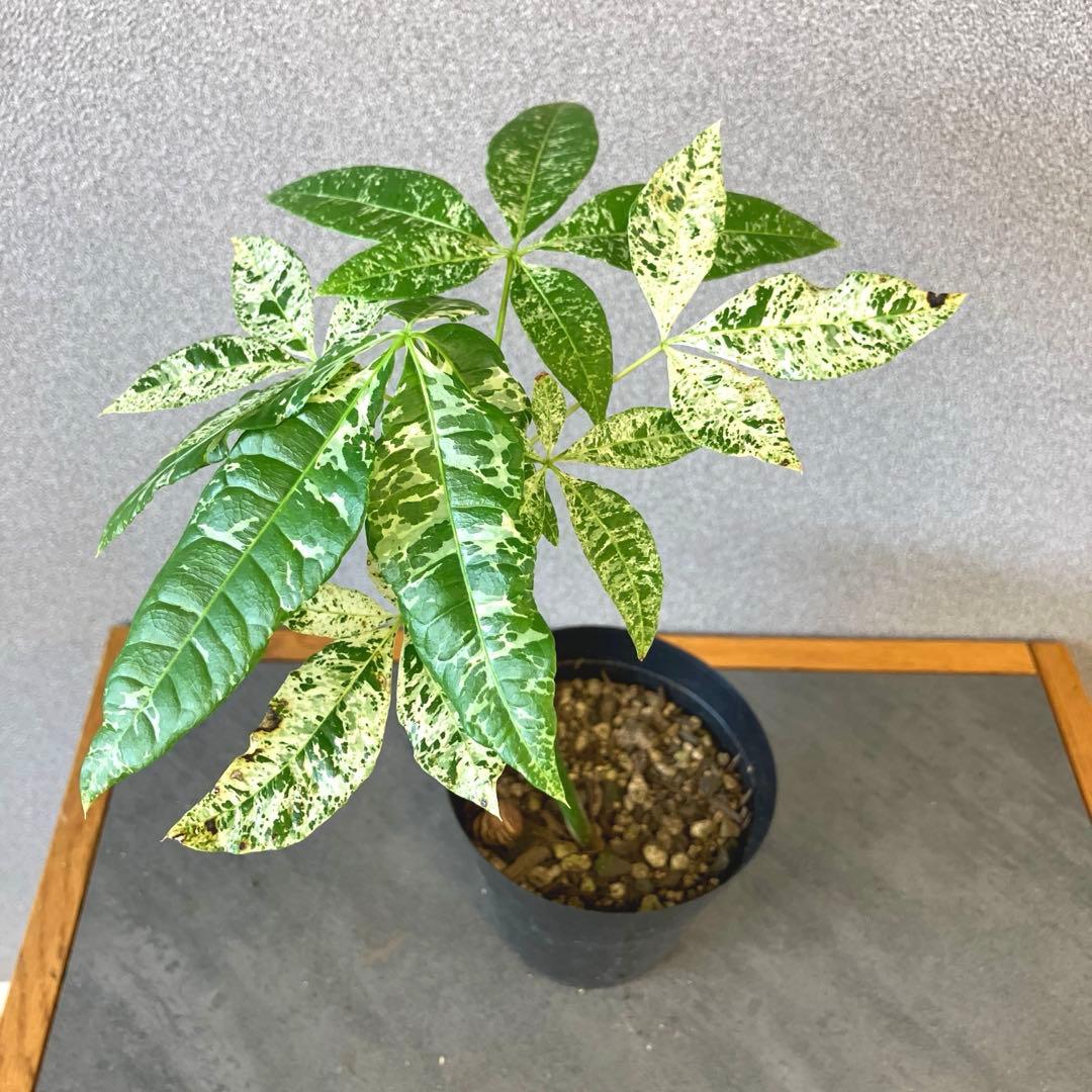 超希少❗️国産❗️パキラ　ミルキーウェイ　実生✨