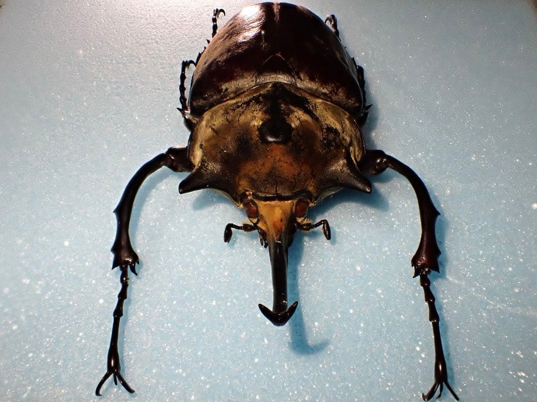 【標本】イイジマゾウカブト　ベネズエラ産　野外品 119.2ミリ