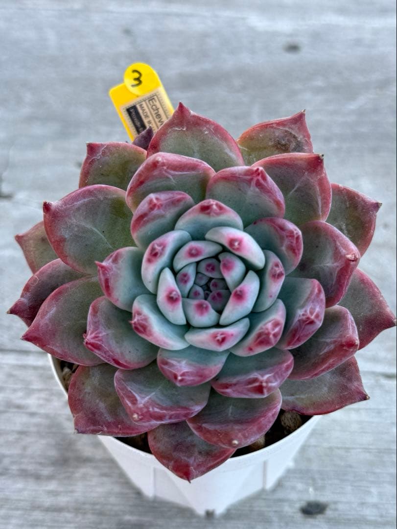 3 希少　大苗　SAMリンゼアナNo.6 カリフォルニア輸入　多肉植物