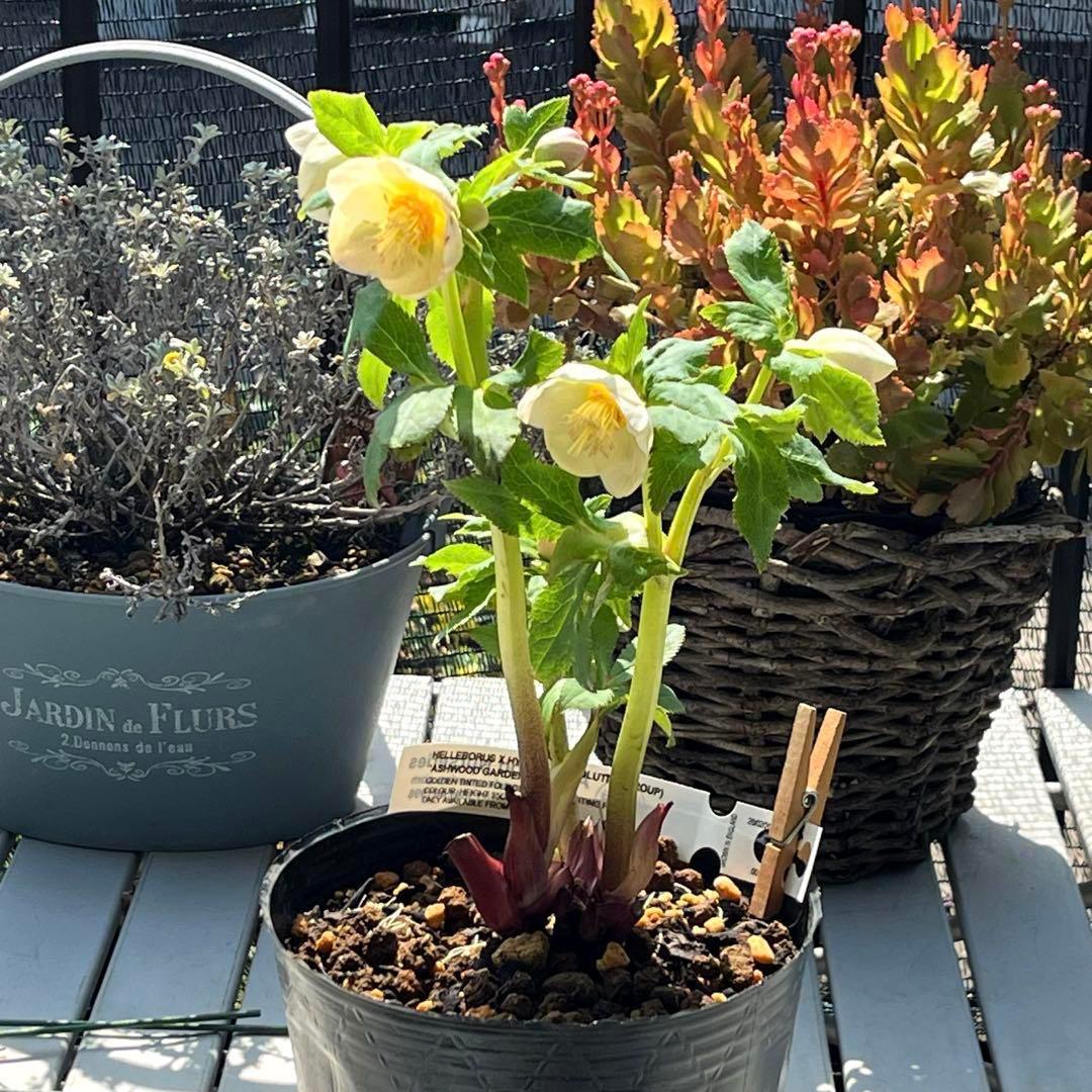 ヒ*ロ様 ❤️超元気❤️開花株❤️超大株❤️619【Ashwood】【親株】【E