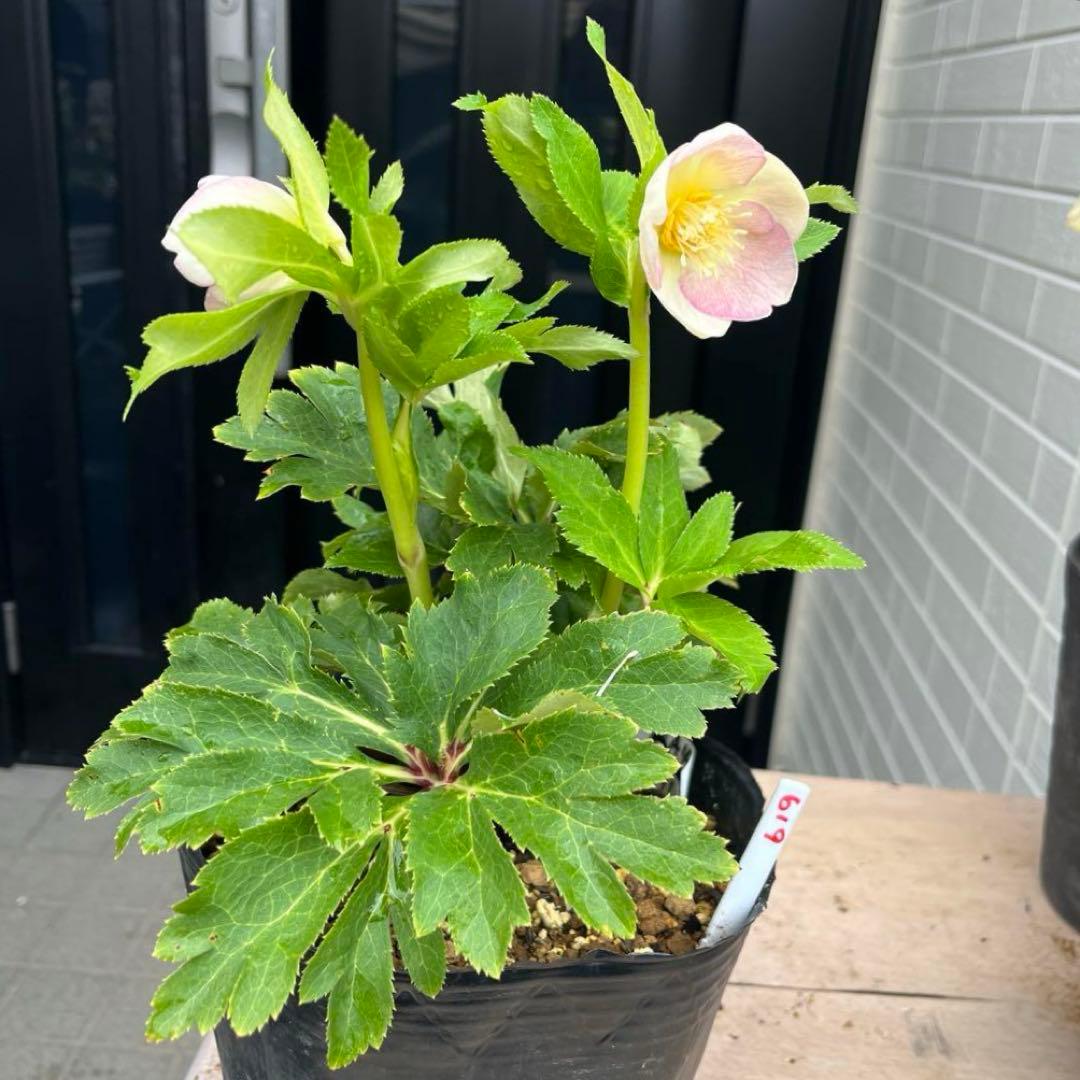 ヒ*ロ様 ❤️超元気❤️開花株❤️超大株❤️619【Ashwood】【親株】【E