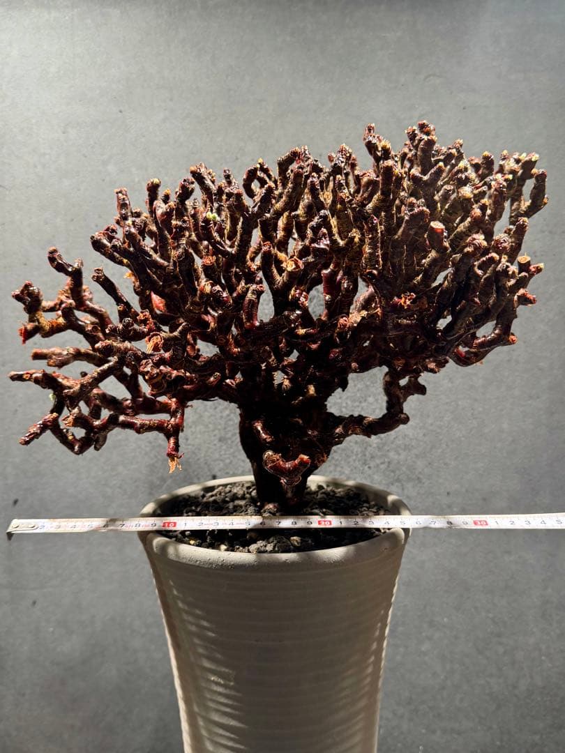 ペラルゴニウム　ミラビレ(大株良型)枝振り枝密度最高、微発根