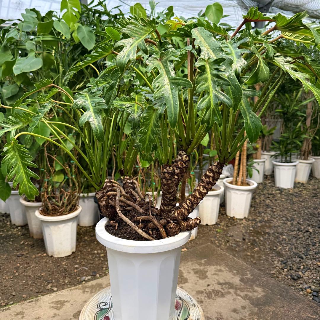 【特級品】フィロデンドロン クッカバラ 根上り 幹立ち 幹上がり 特大極上株