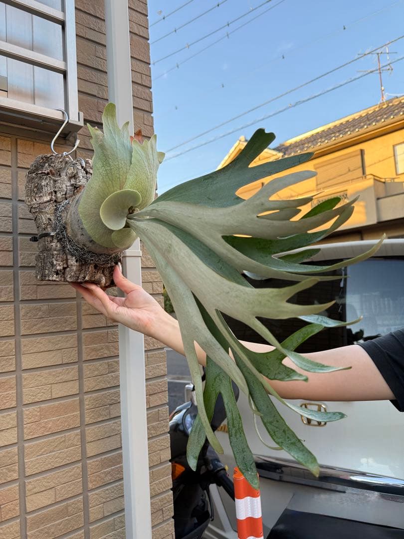 ビカクシダ No ID