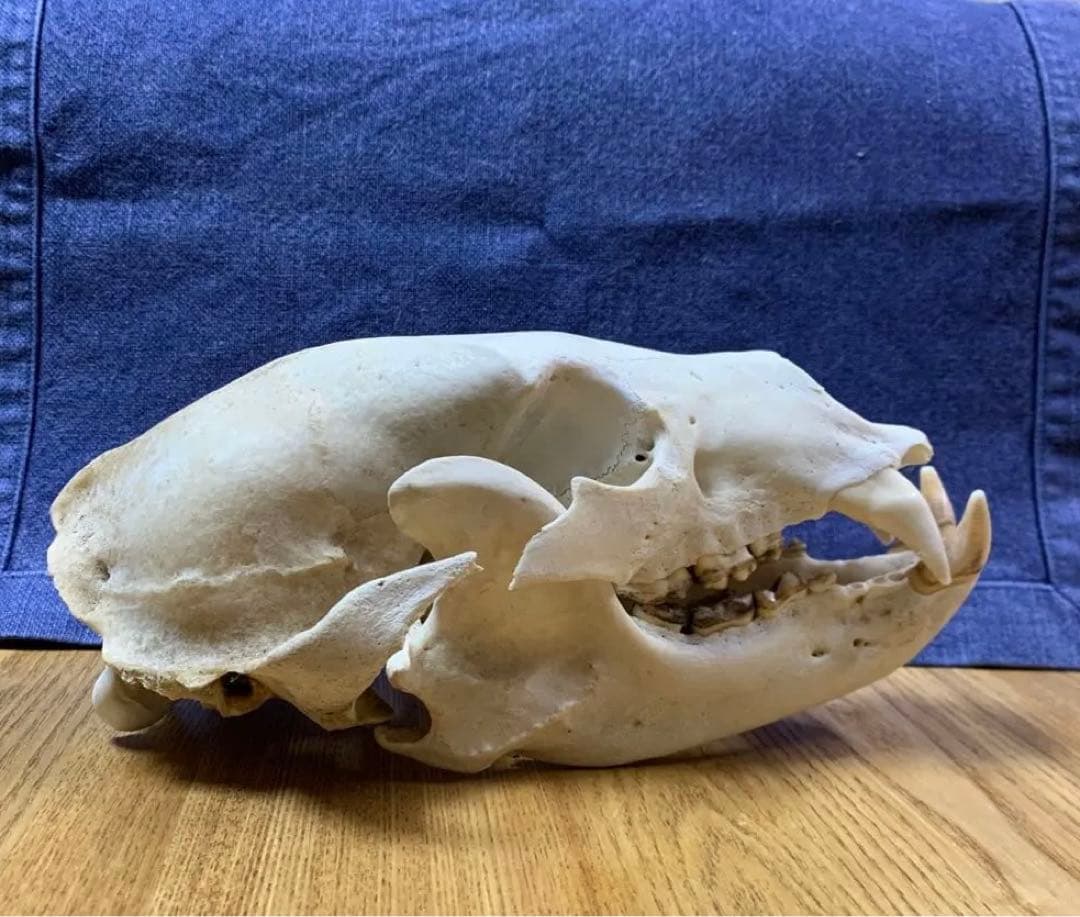 クマ　熊　月輪熊　頭蓋骨　deer skull 【薬剤不使用】