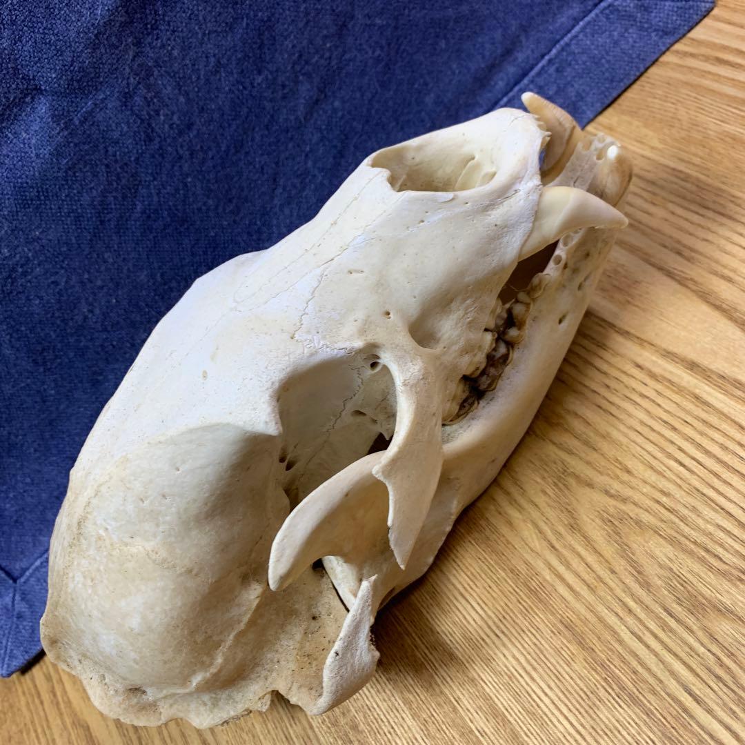 クマ　熊　月輪熊　頭蓋骨　deer skull 【薬剤不使用】