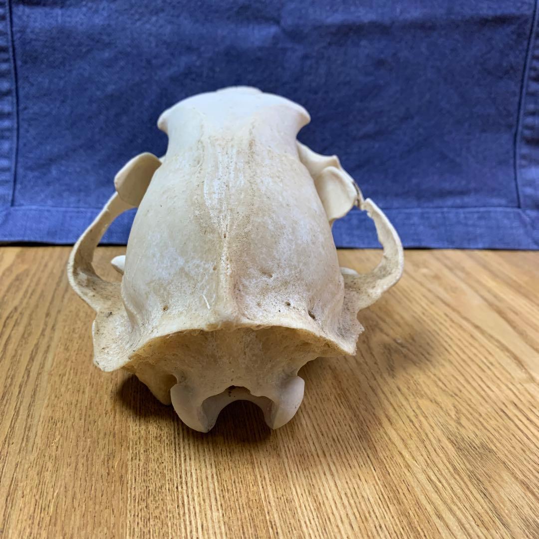 クマ　熊　月輪熊　頭蓋骨　deer skull 【薬剤不使用】