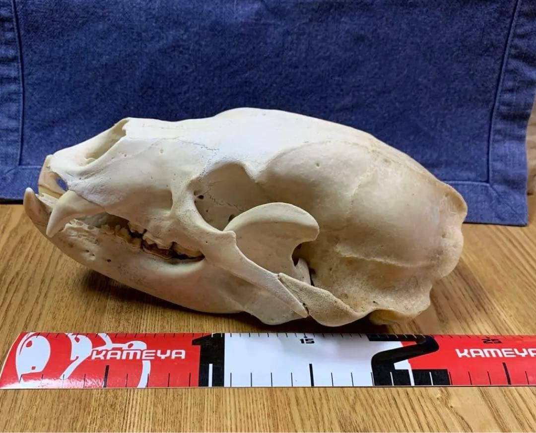 クマ　熊　月輪熊　頭蓋骨　deer skull 【薬剤不使用】