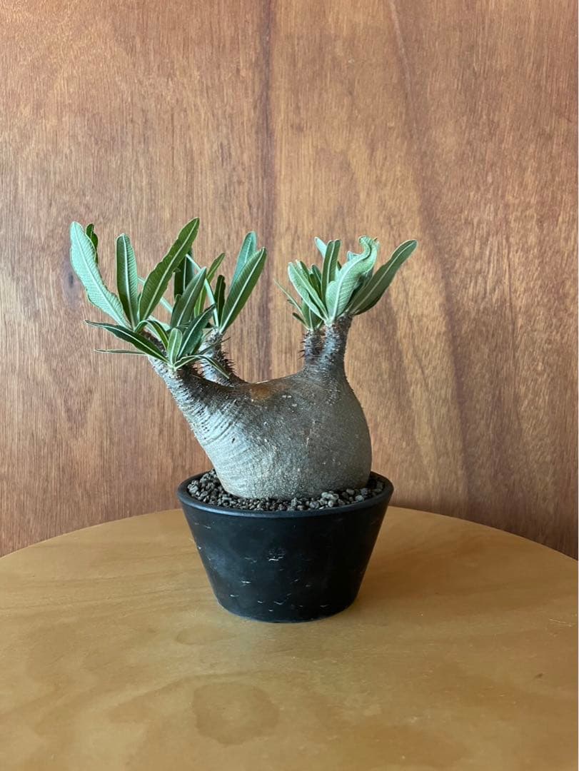 グラキリス　中　現地球