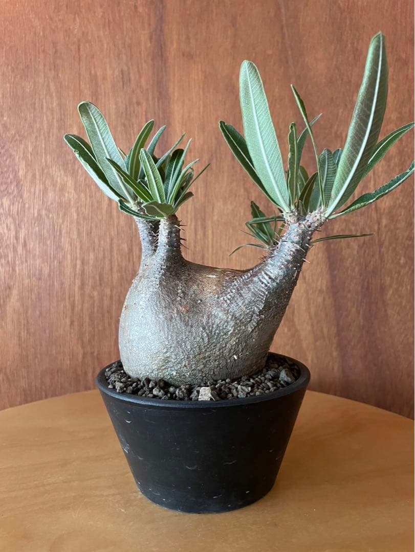 グラキリス　中　現地球