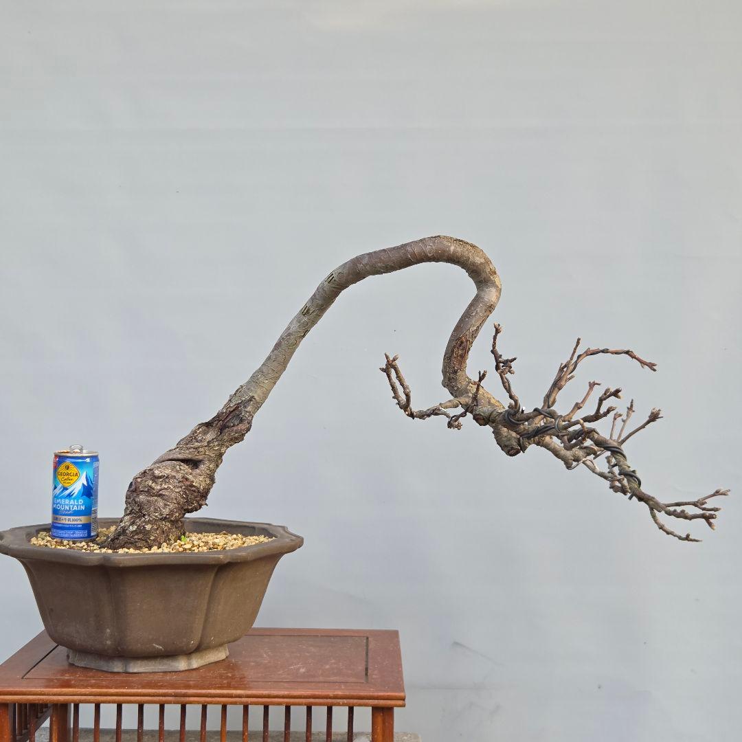 乙女りんご(アルプス乙女)　[半懸崖]　大品盆栽