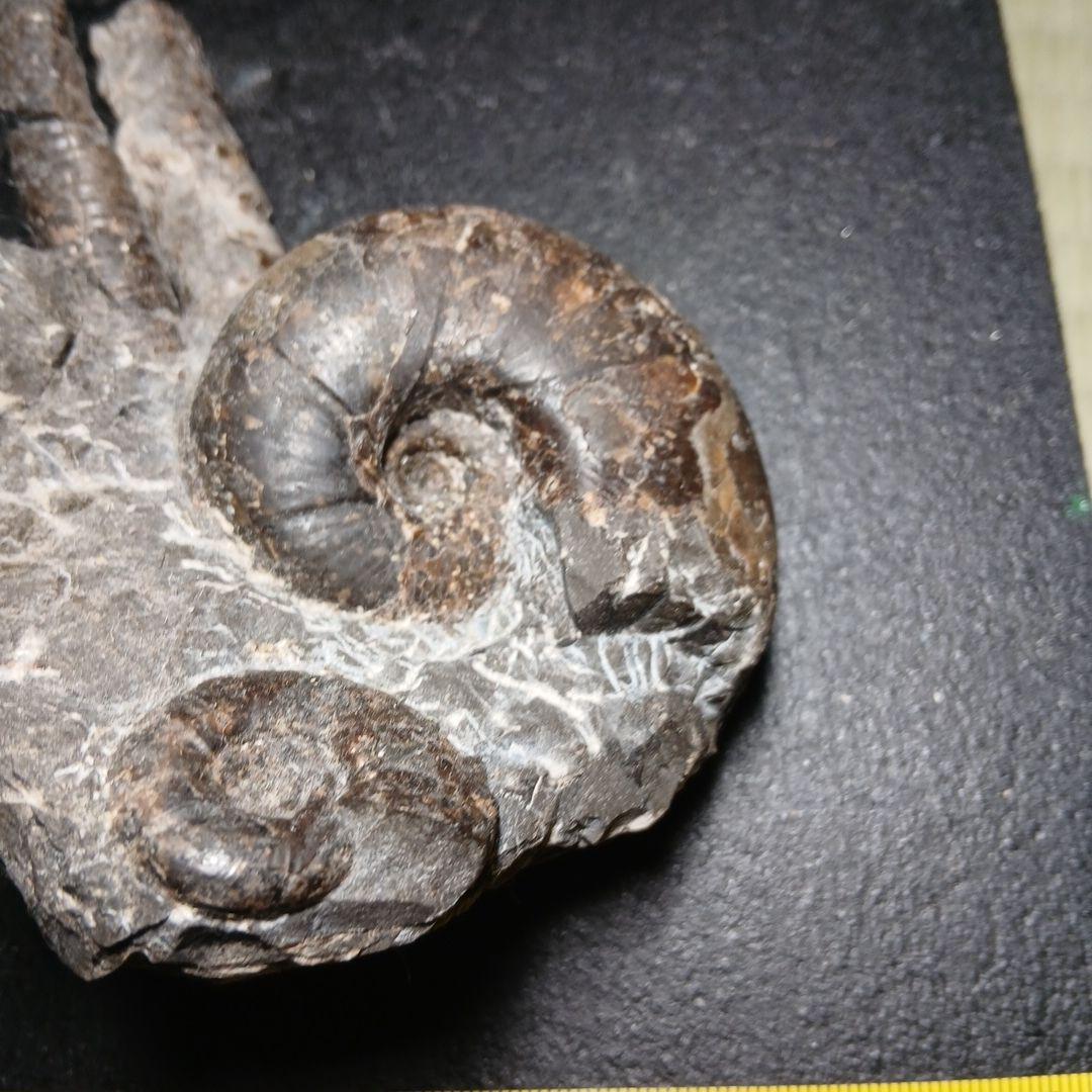 三笠産アンモナイト共生化石
