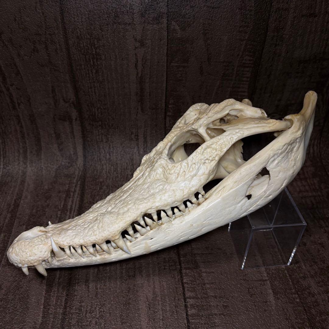 た*し様 シャムワニ クロコダイル ワニ 鰐 頭骨 頭蓋骨 骨格標本