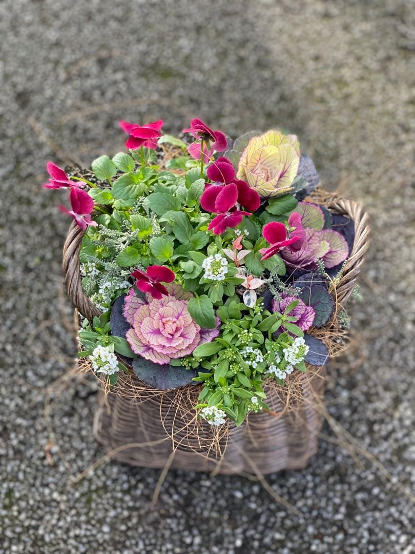 葉牡丹とビオラの寄せ植え【現品】