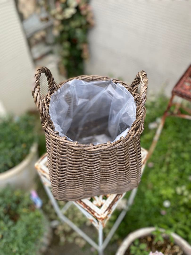 葉牡丹とビオラの寄せ植え【現品】