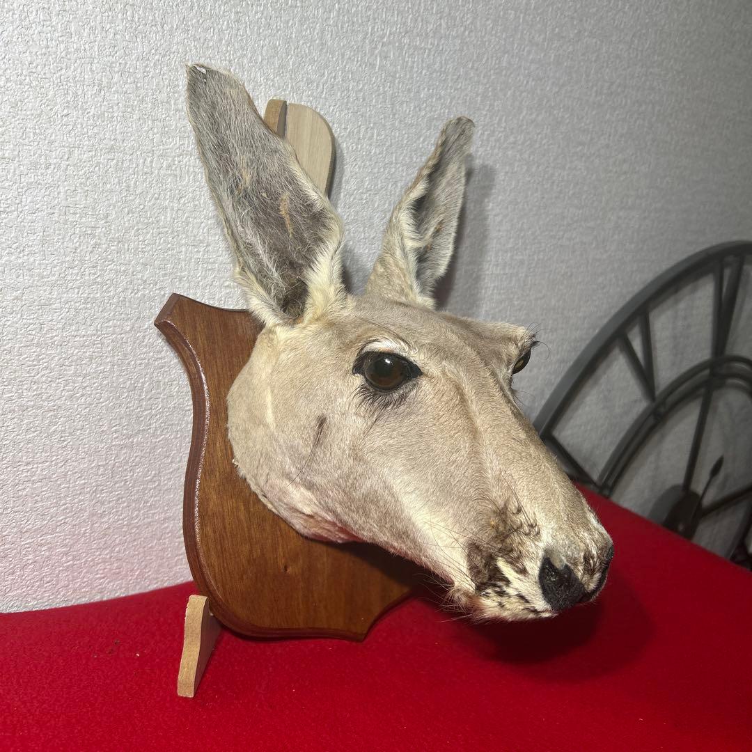 ナ*オ様 カンガルー　剥製　ハンティングトロフィー型　頭部　インテリア　オブジェ