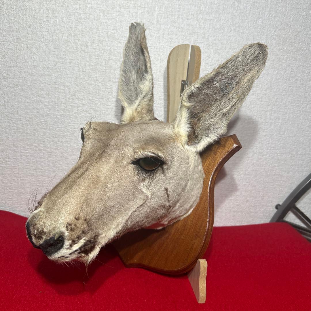 ナ*オ様 カンガルー　剥製　ハンティングトロフィー型　頭部　インテリア　オブジェ