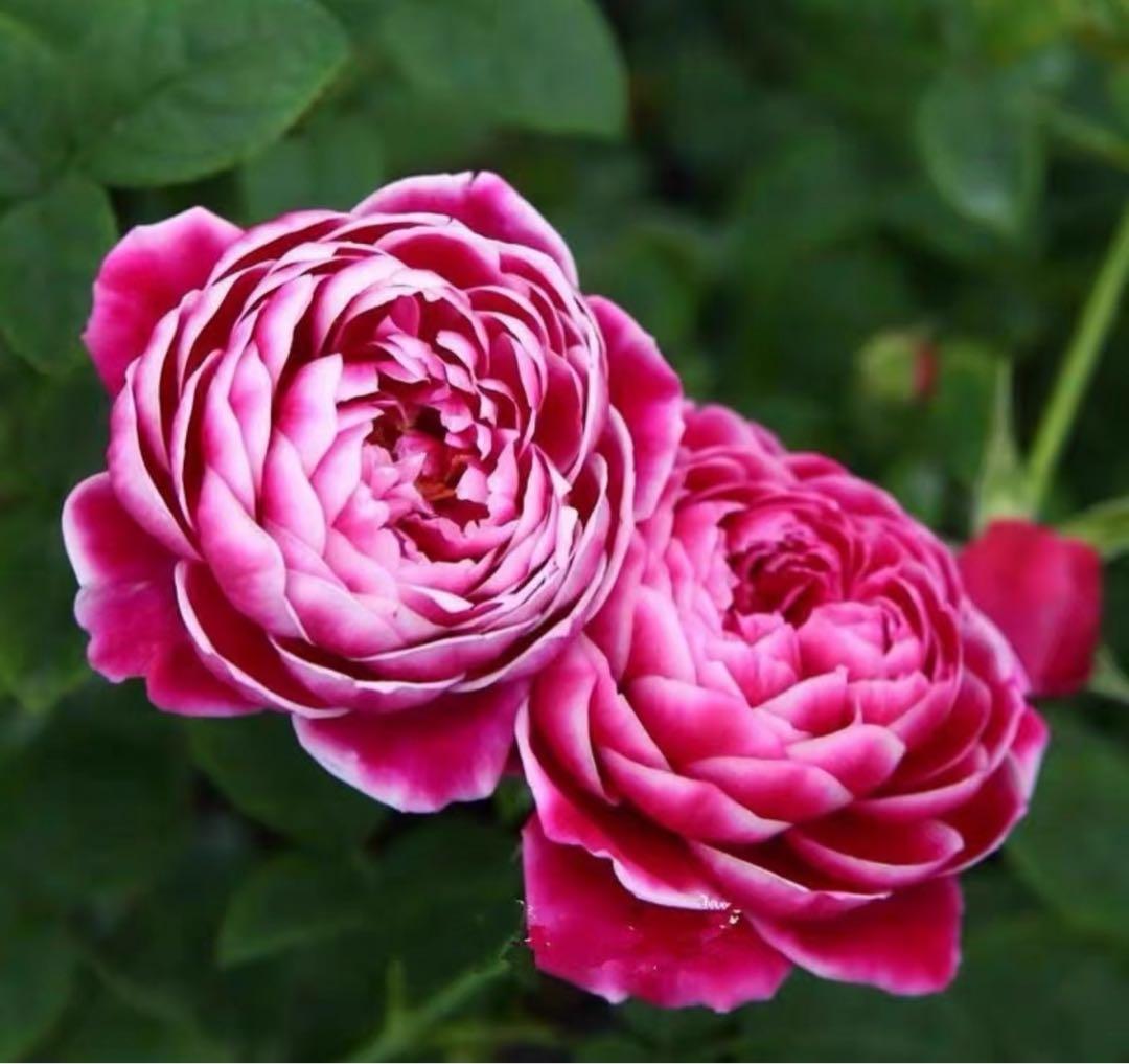 [SALE] バラ　大苗　蕾付き　稀少 レ