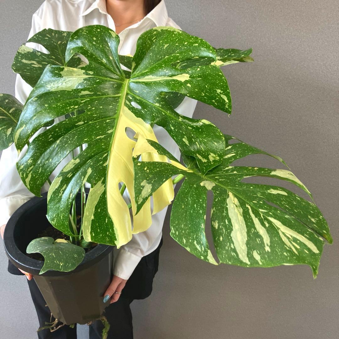 超希少❗️特大❗️モンステラ　タイコンステレーション✨