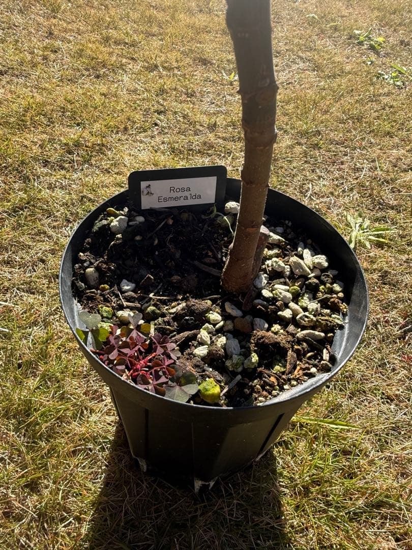 Rosa Esmeralda 剪定後発送 イチジク いちじく 穂木 苗